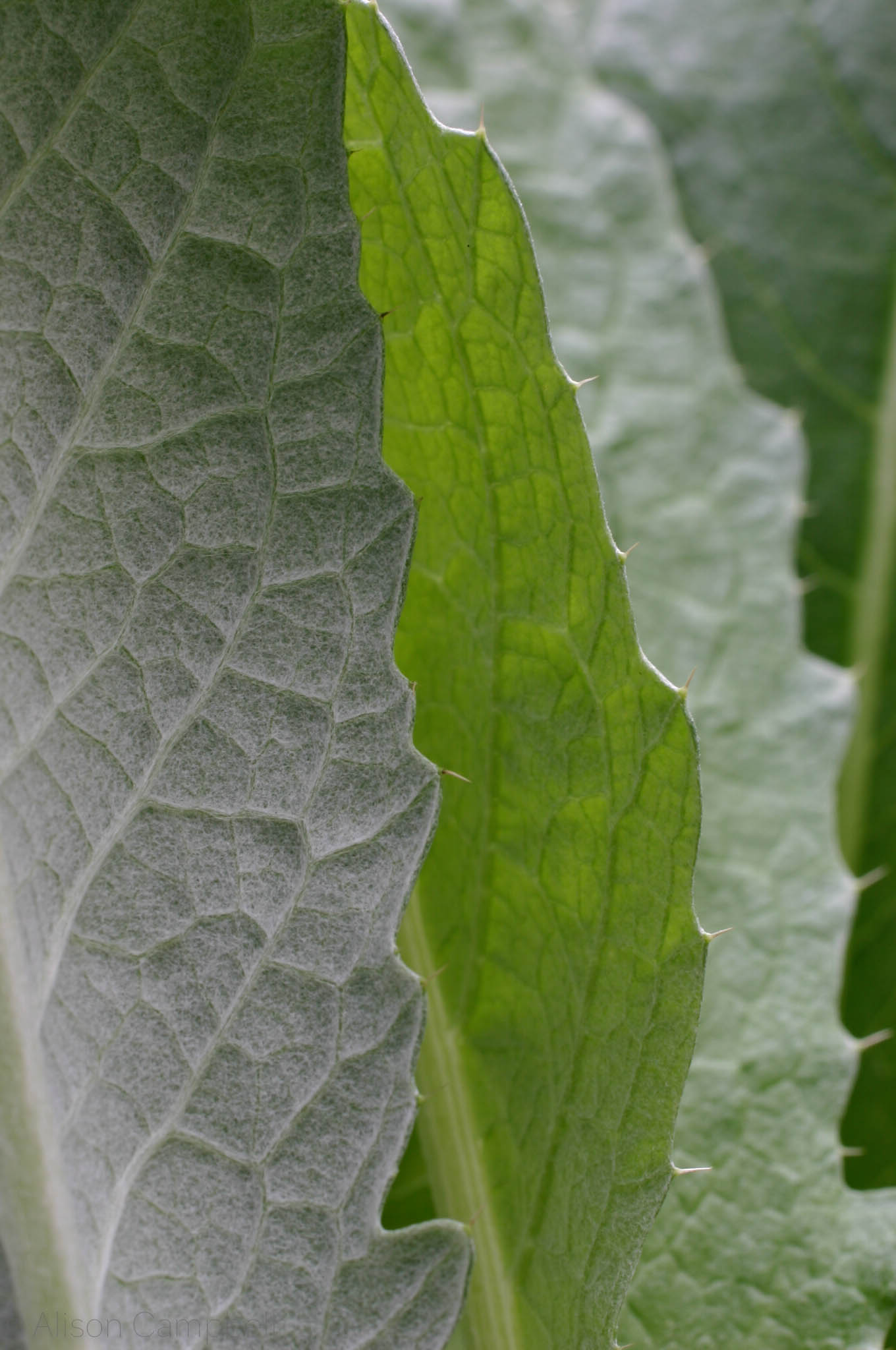 artichokeleaves.jpg