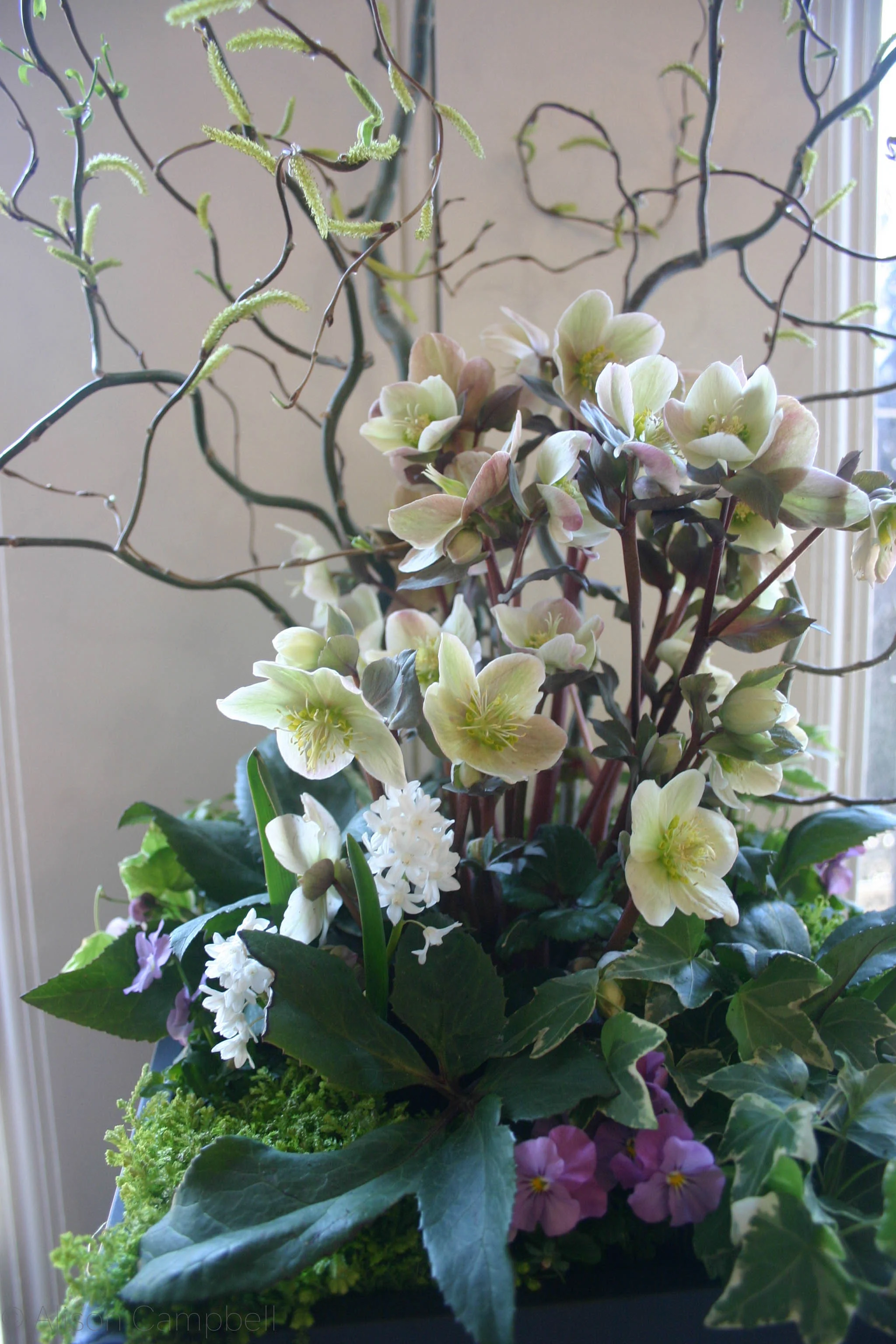 Container Gardens Hen Chick Alison Campbell Design