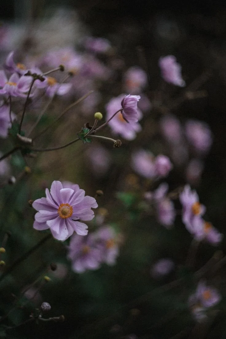 purple flowers.jpg