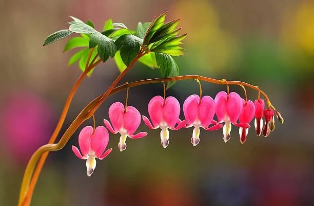 bleeding hearts.jpg
