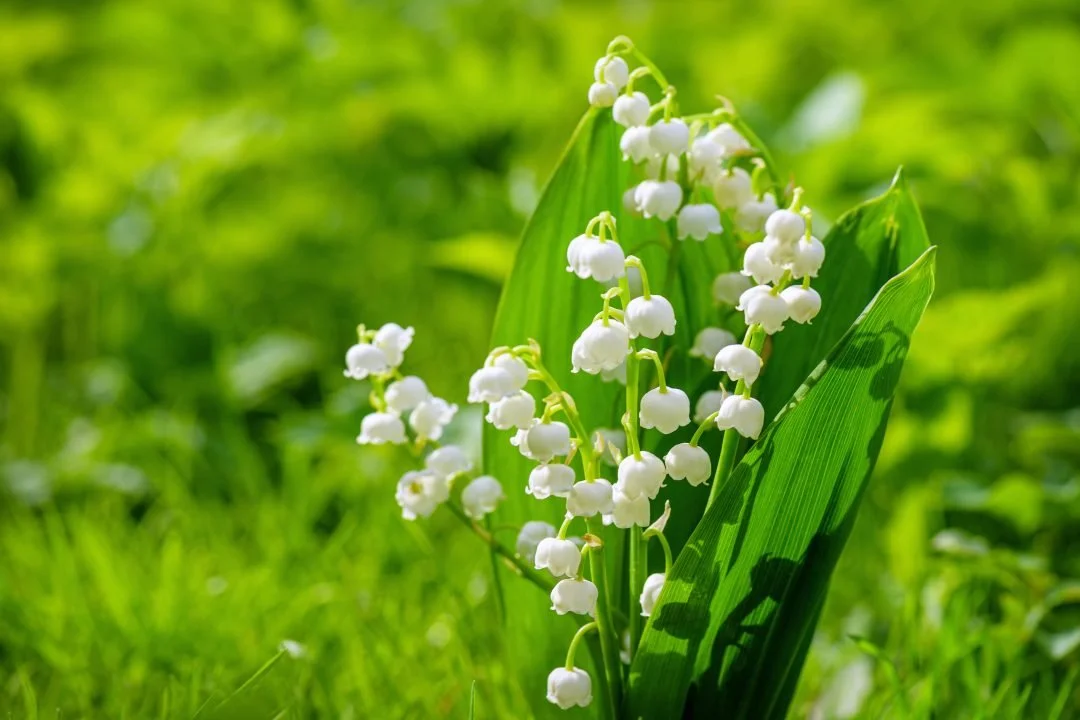 lily of the valley.jpg