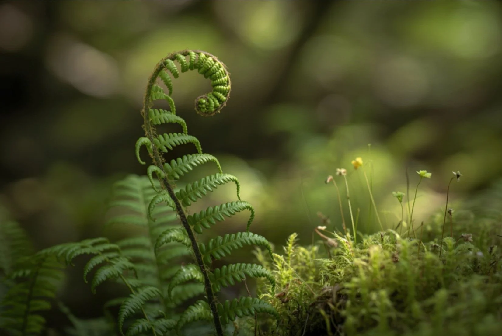 fiddle head image april website page.jpg