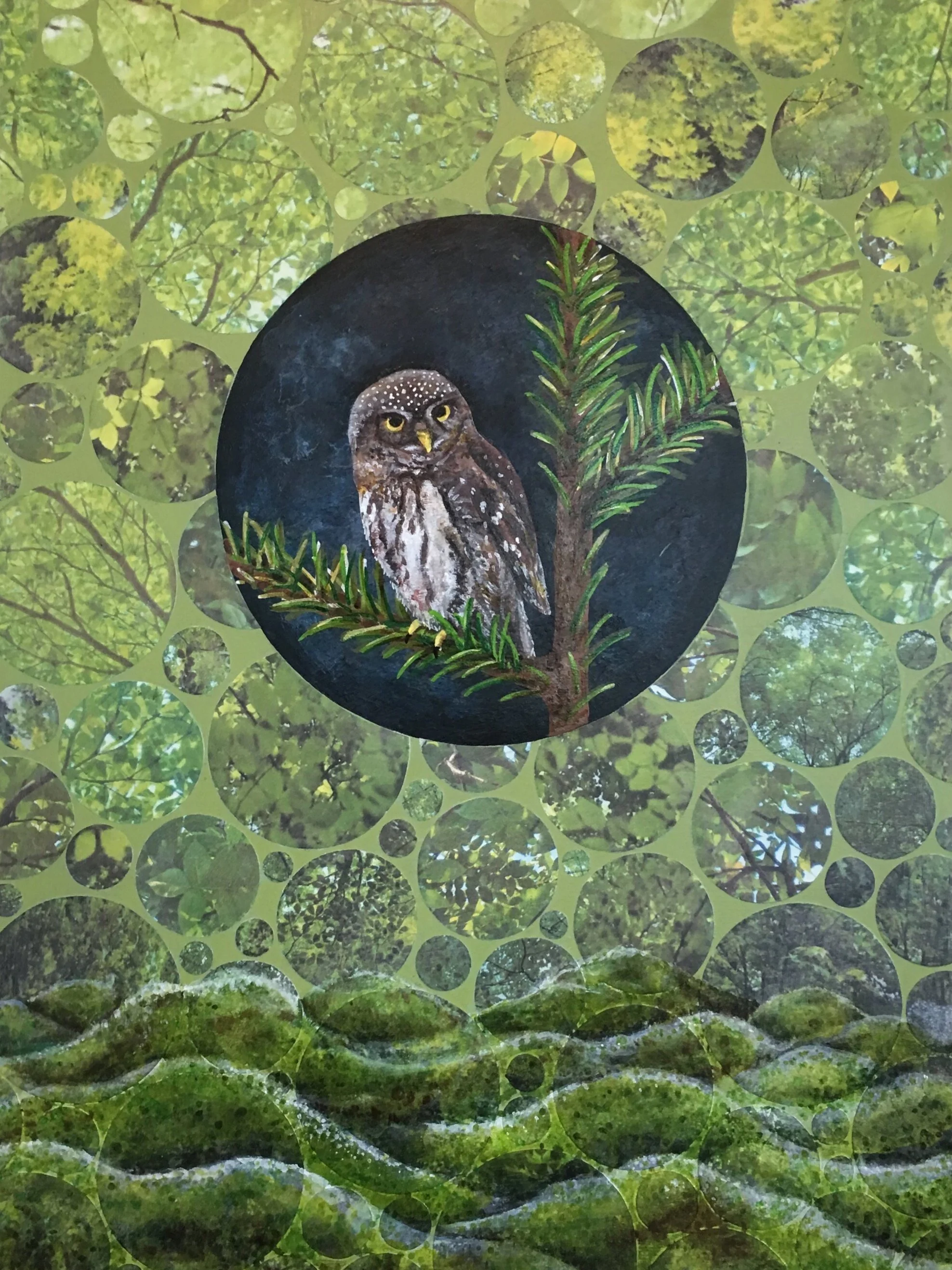 Pygmy Owl