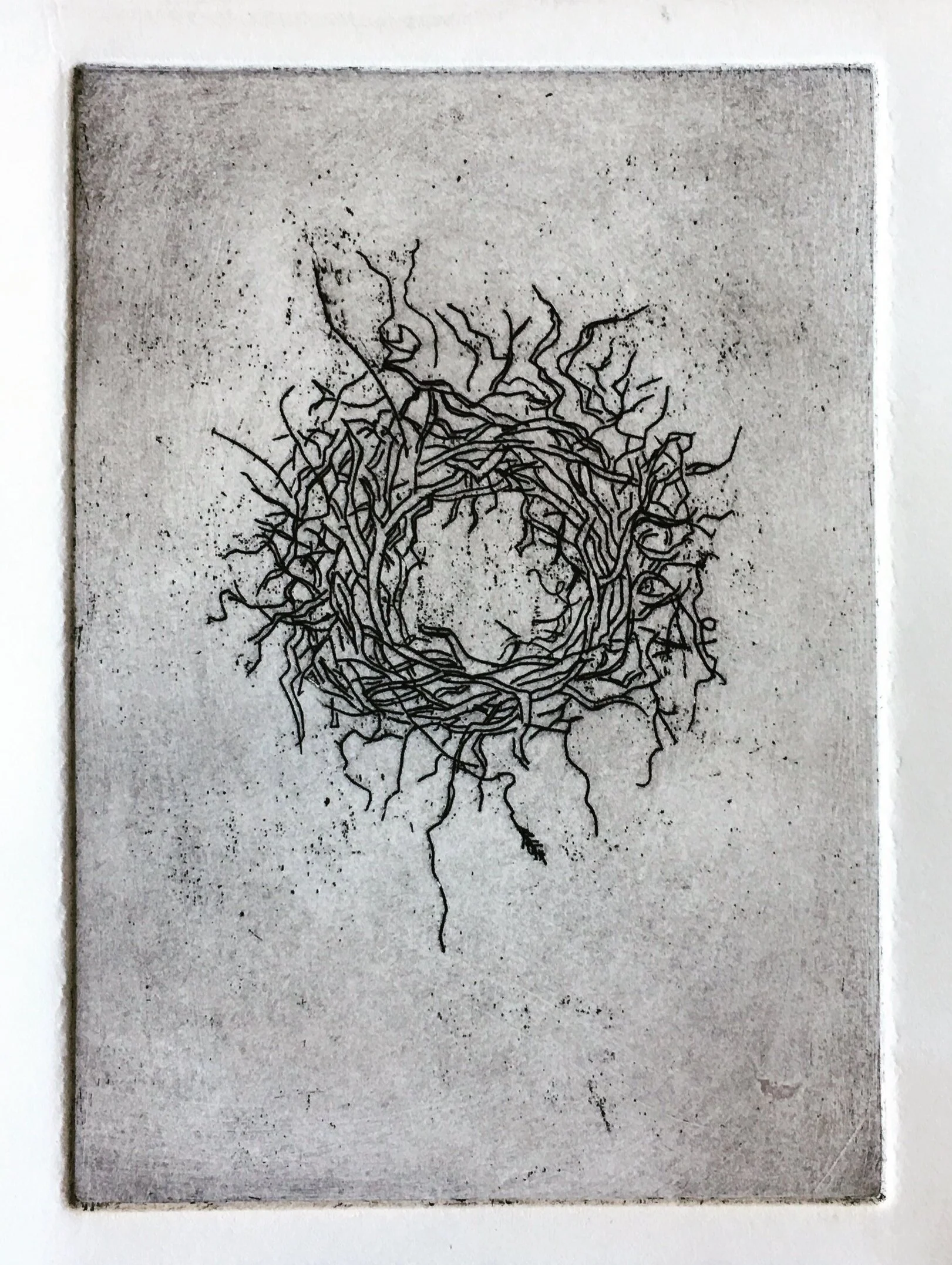 nest
