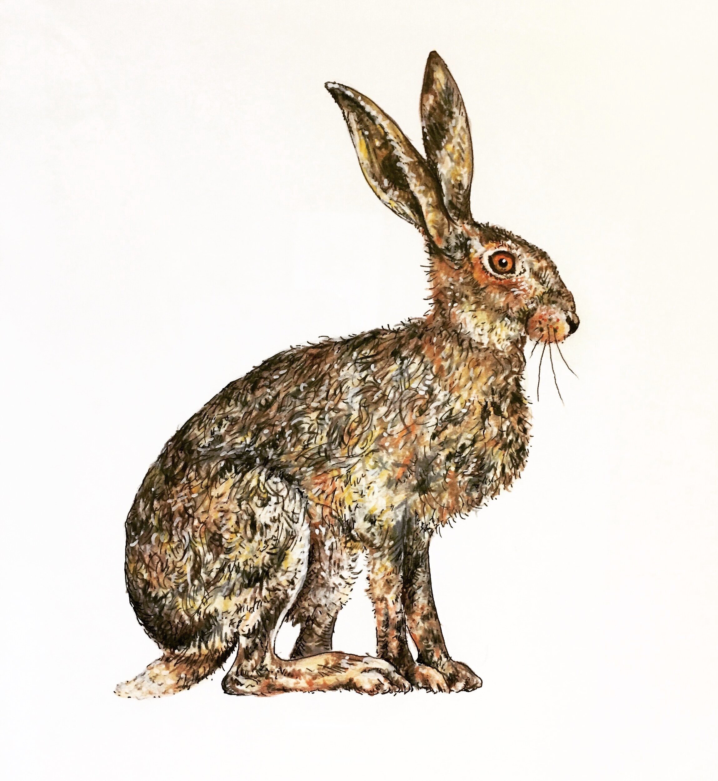 Hare