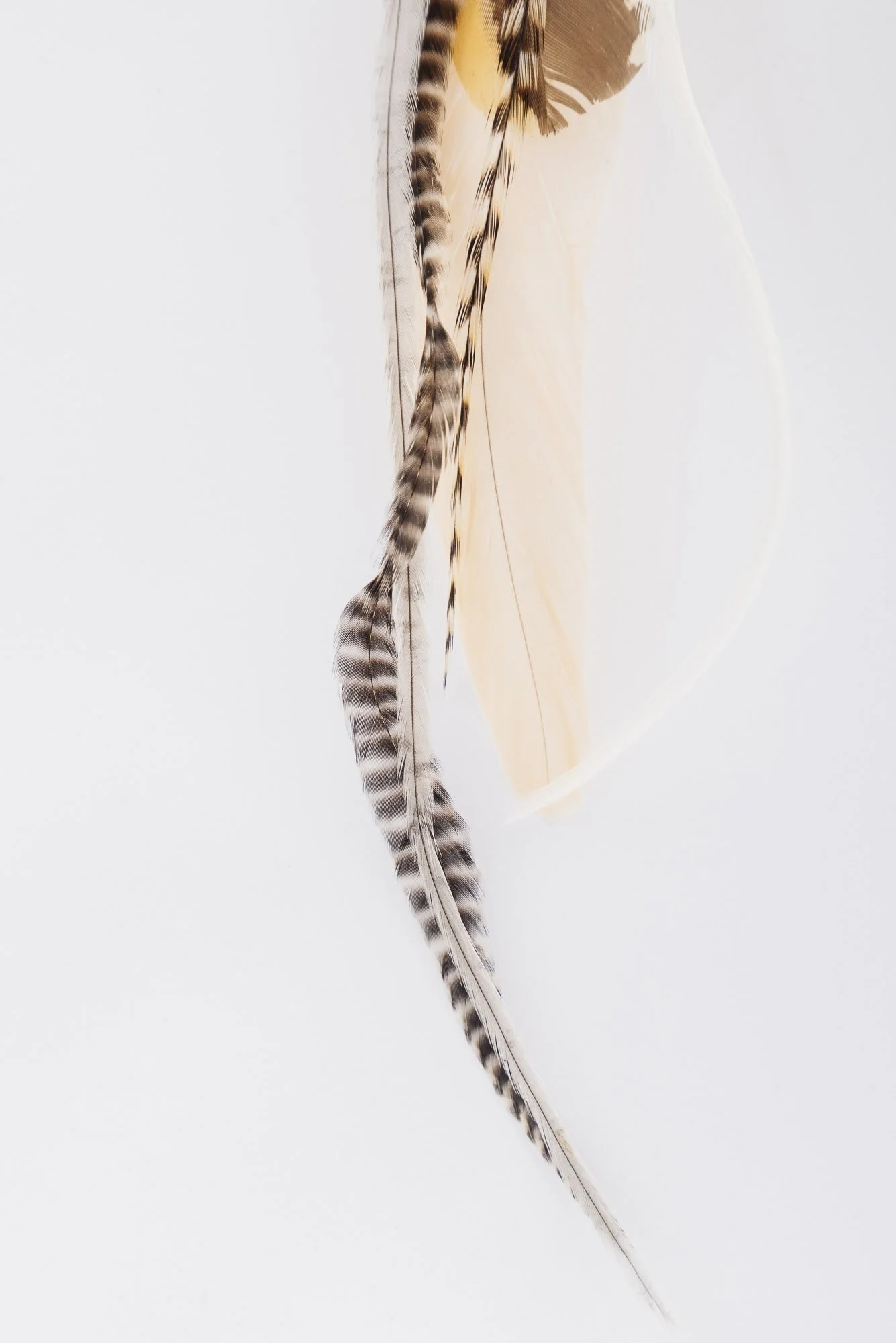 ashwiyaa-feather-earring-lifestyle-2.JPG