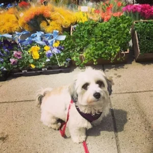May Pup of the Month Kathryn Murphy and her pup Freddy