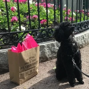 July Pup of the Month Lynn Deitzer and her miniature poodle Joy