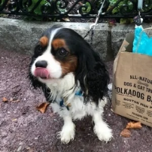 August Pup of the Month Morgan Steinberg and Dustin Baker and their Cavalier King Charles Spaniel Jaxson
