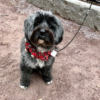 January 2019 Pup of the Month Kathryn Willmore’s pup Maggie