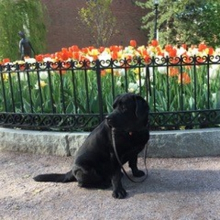 April 2019 Pup of the Month The Woolverton Family’s pup Finley