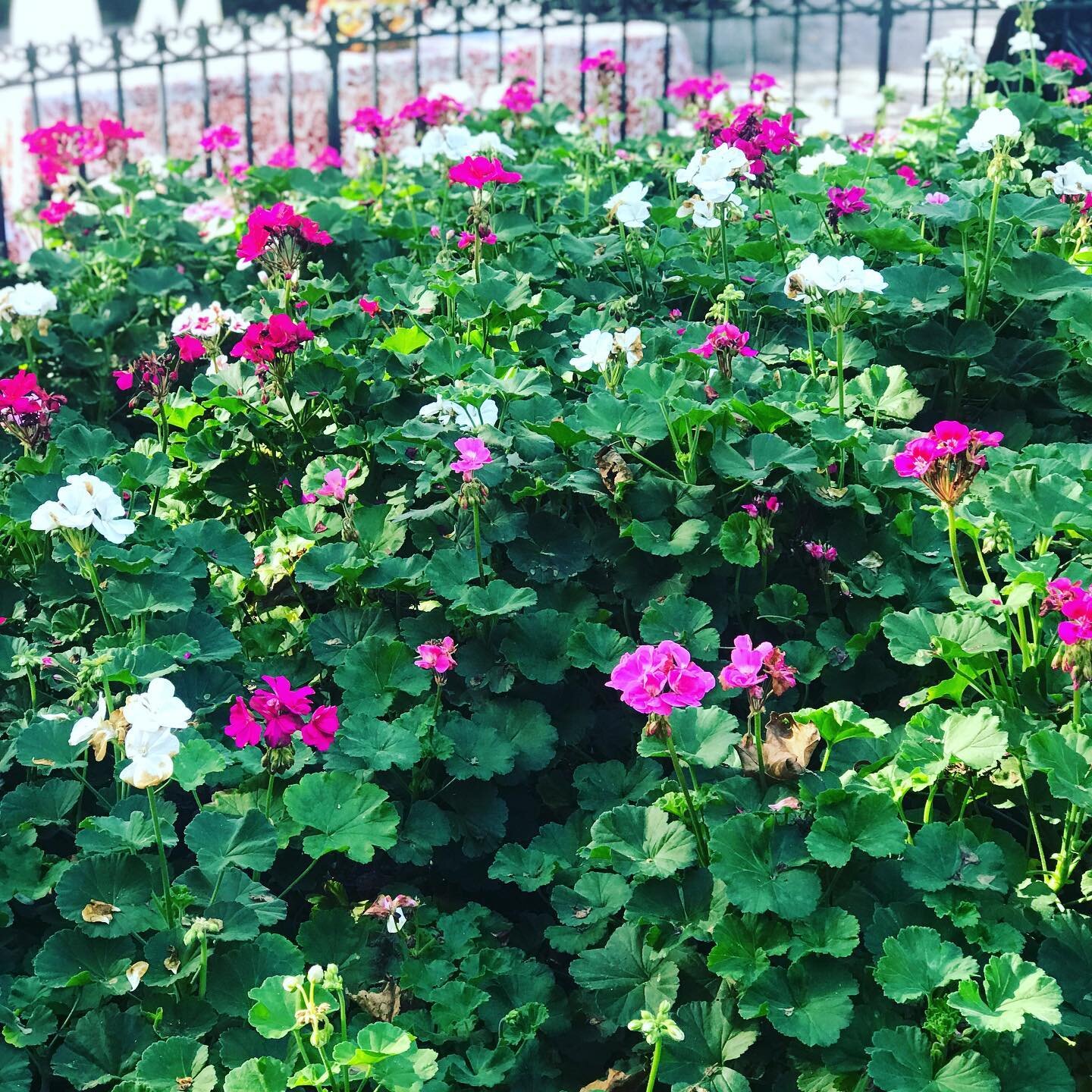 Tomorrow (Saturday) Hayes Park volunteers will be removing the beautiful geraniums to prepare the center bed for the winter season. If you would like to take home a little piece of Hayes Park 🌸to bloom in your garden next summer, please come by with