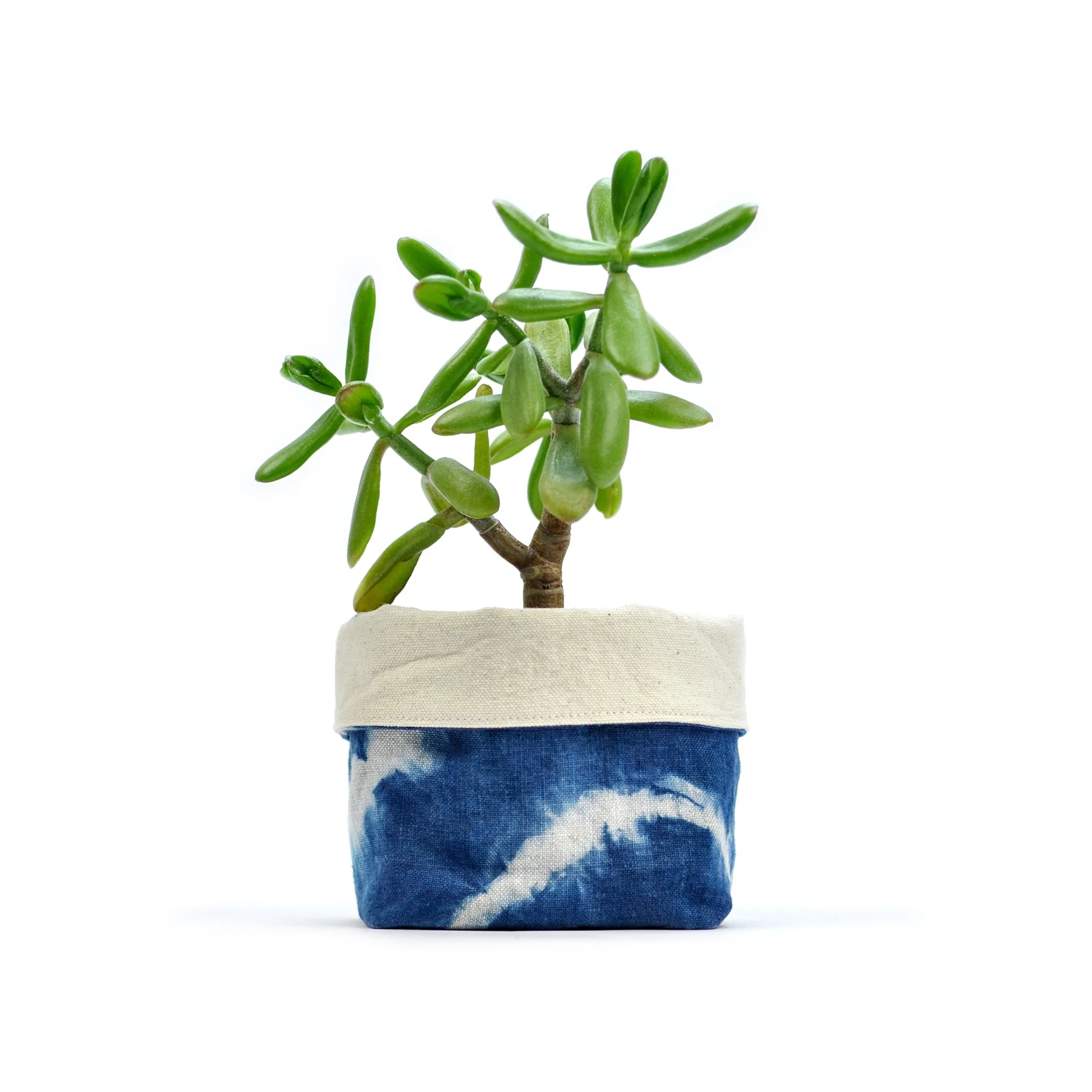 PLANTERS