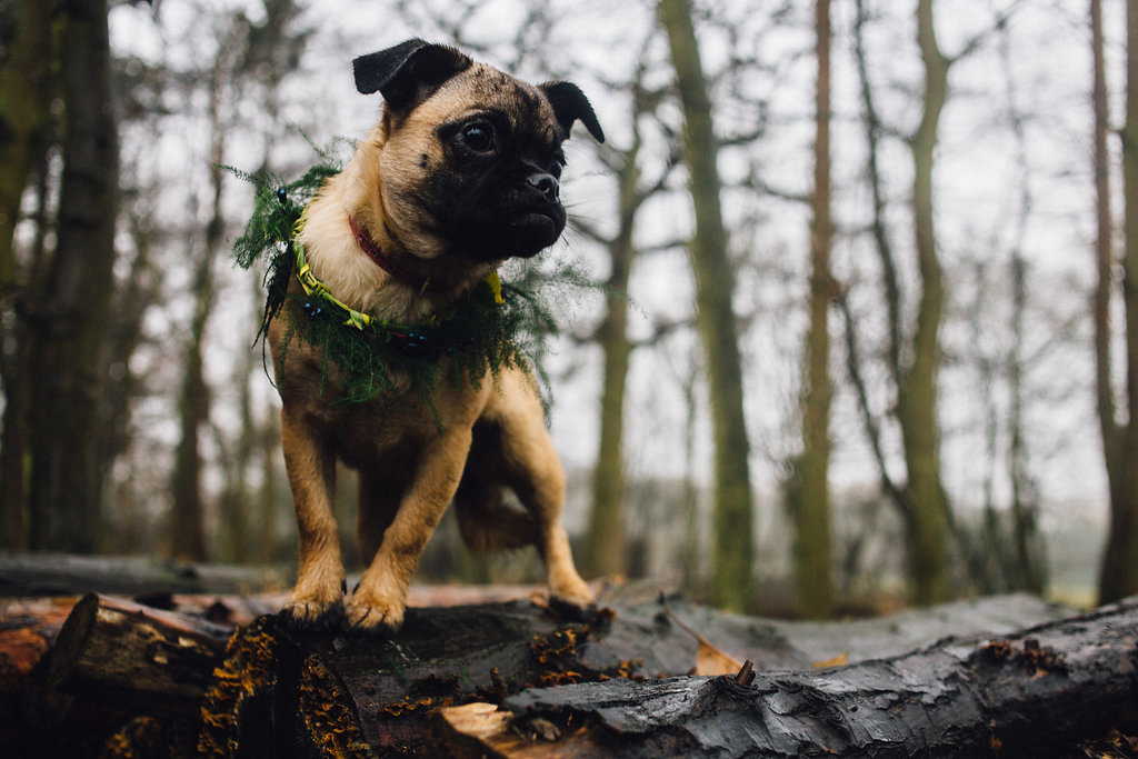 Dog in Floral Crown - Captains Wood Barn Essex