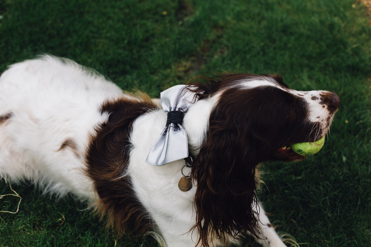 Dog at Wedding playing with guests