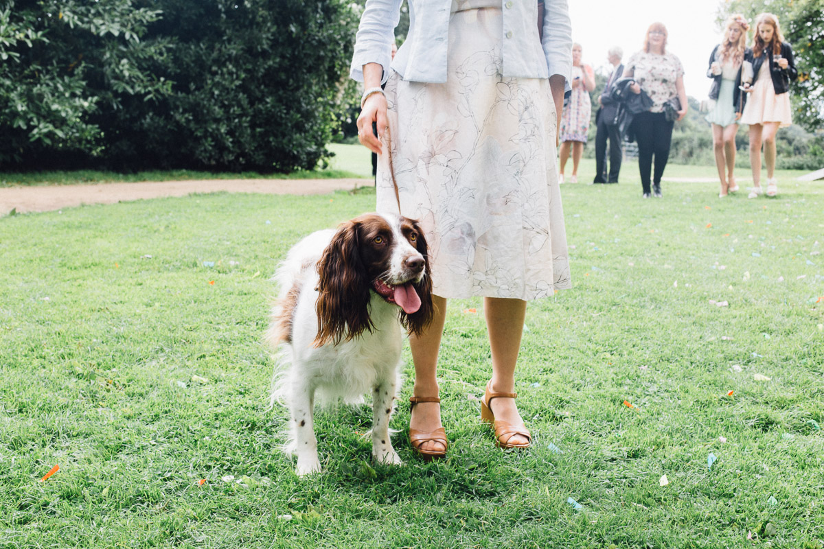 Dog at Wedding wearing Bow Tie