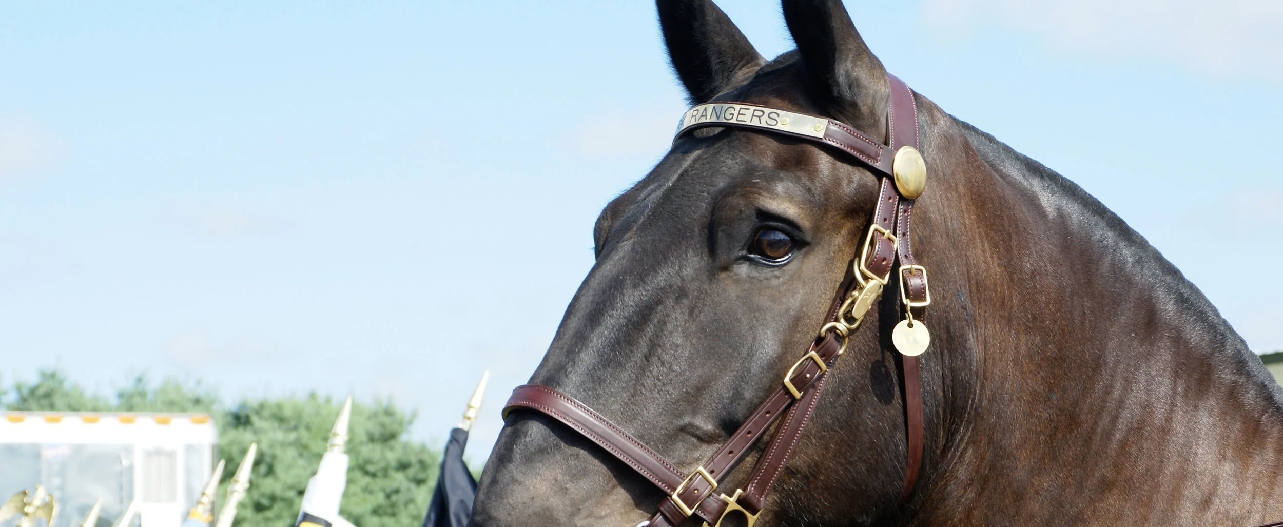 OUR_HORSES.jpg
