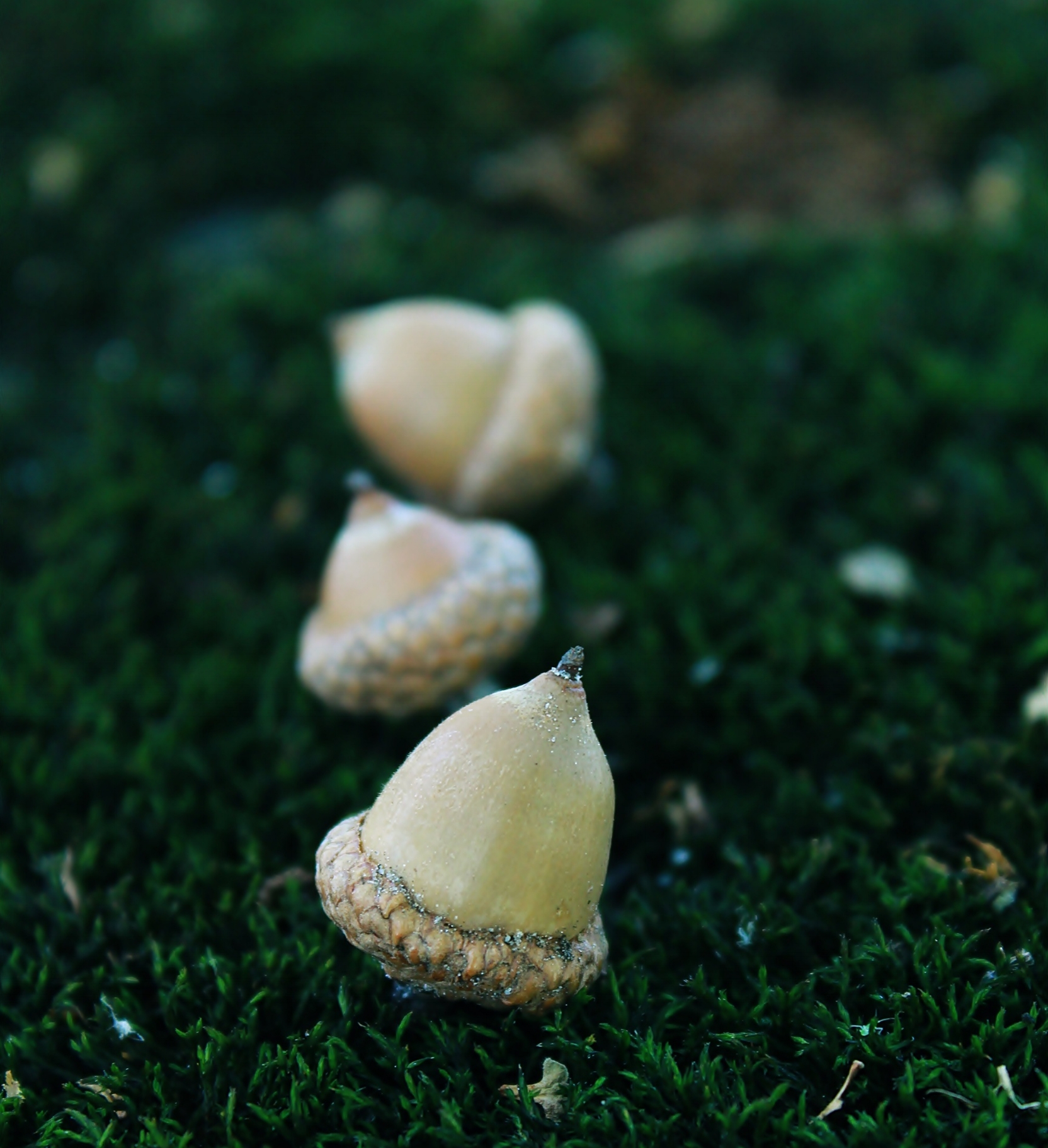 pexels-photo-206773.jpeg