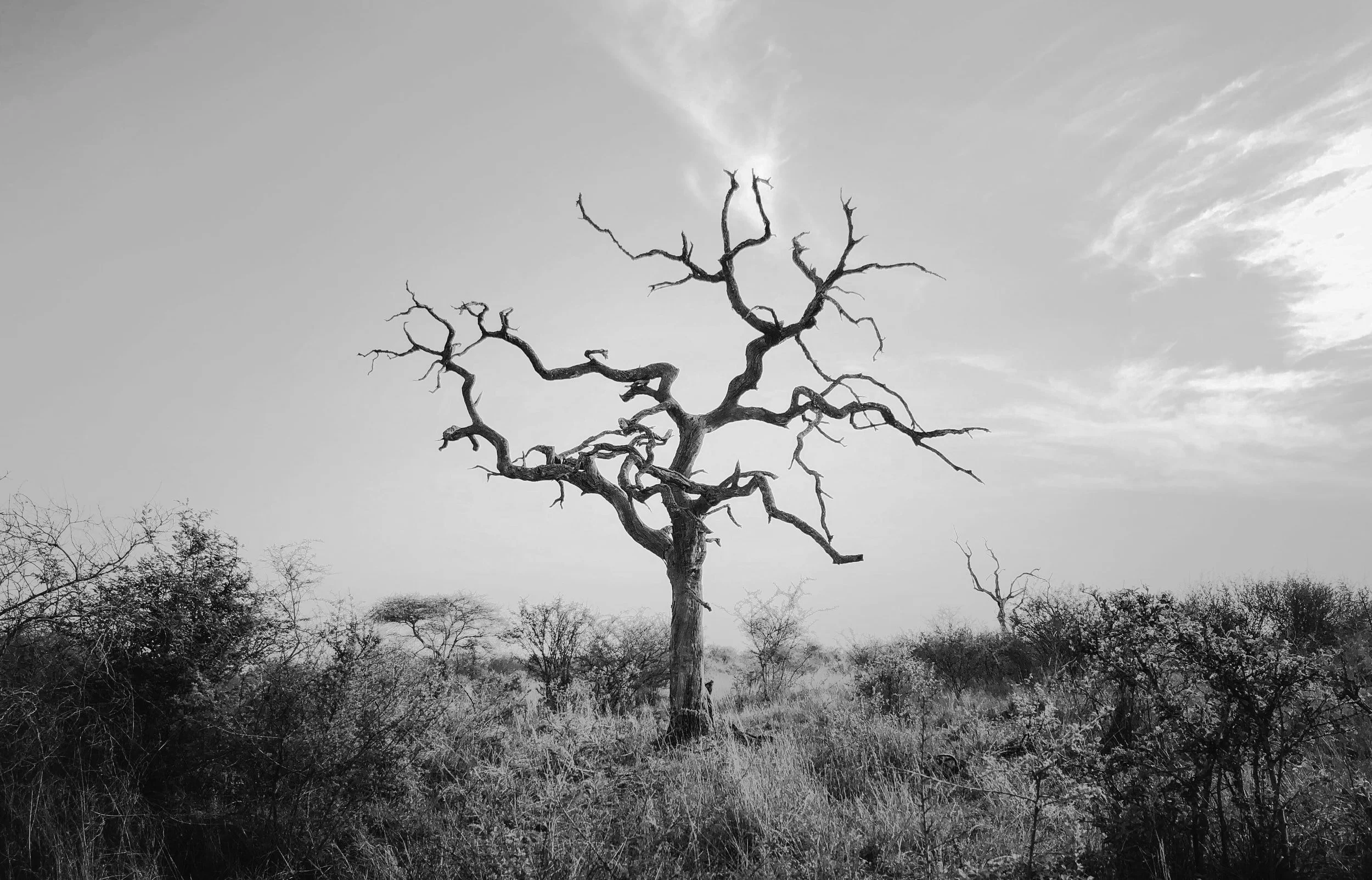 “And the dead tree gives no shelter, the cricket no relief”