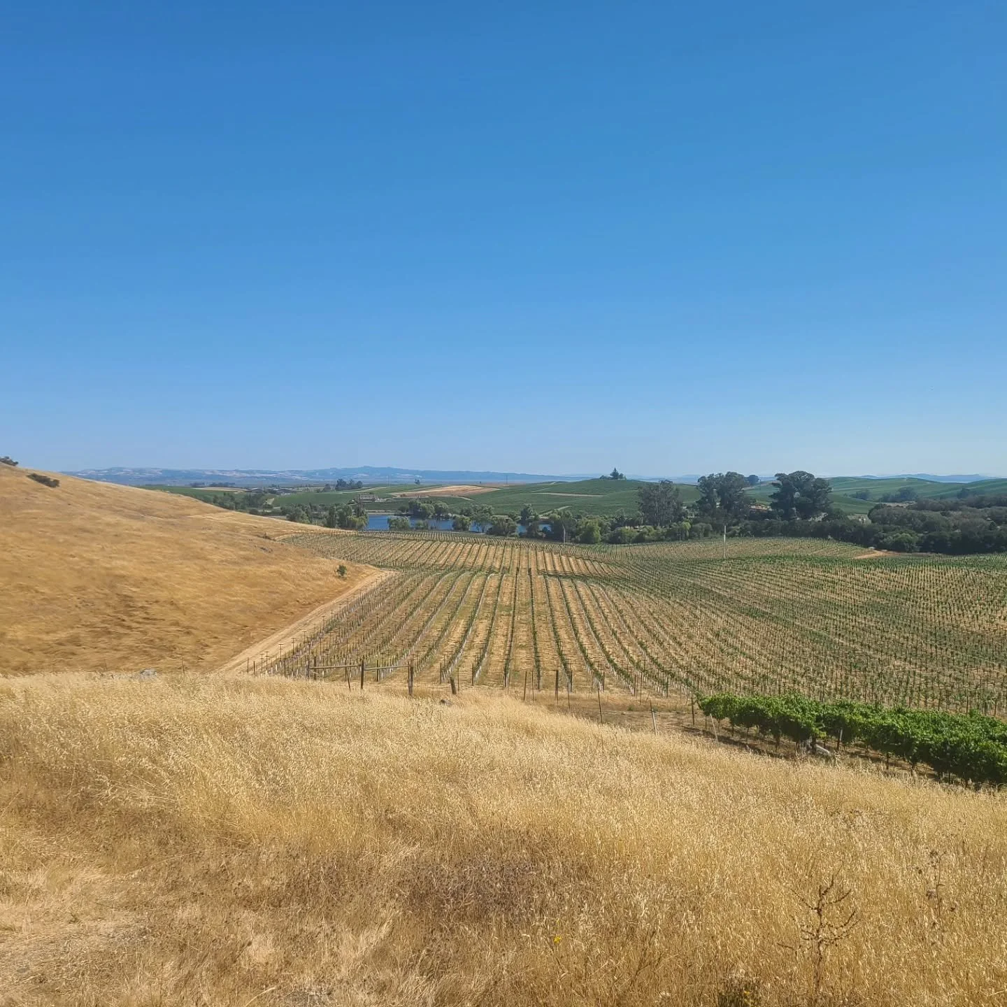 It's pretty as a postcard in Carneros.
