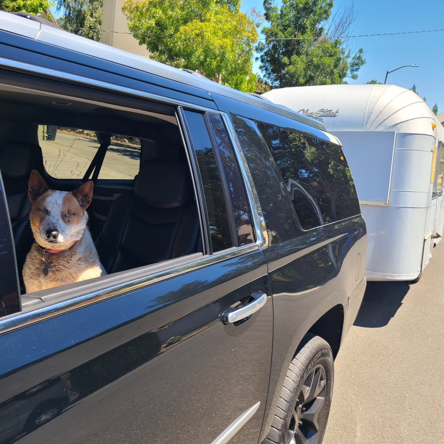 The toughest customer ever....