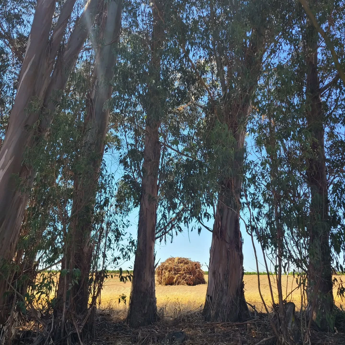 Out with the old and in with the new.  Cleared vineyards, leaving  a tangle of trellis wire, metal stakes, and dead vines.
They'll be covered to aid in drying the vines, resulting in a cleaner burn in the fall.