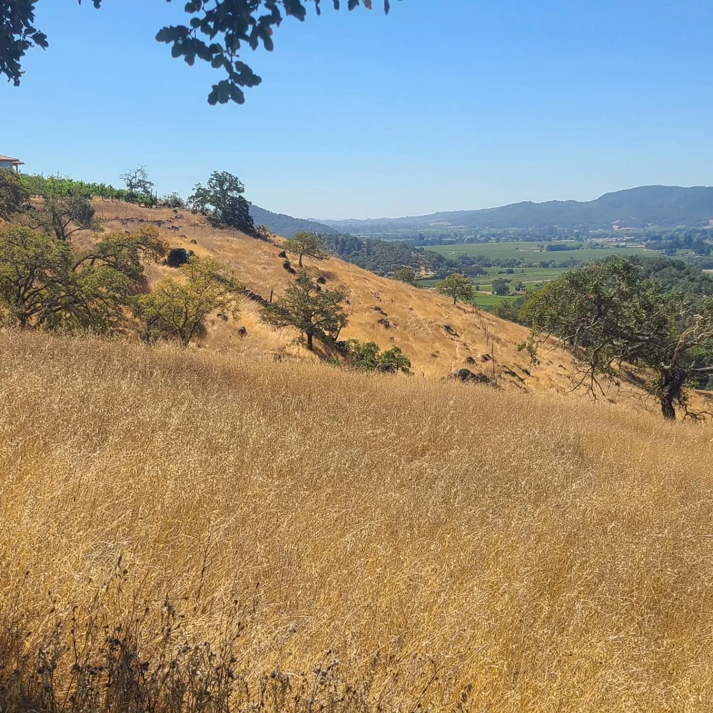 Impossible and improbable stone walls on the side of mountains, hand-made by rock farmers a centrury and a half ago.