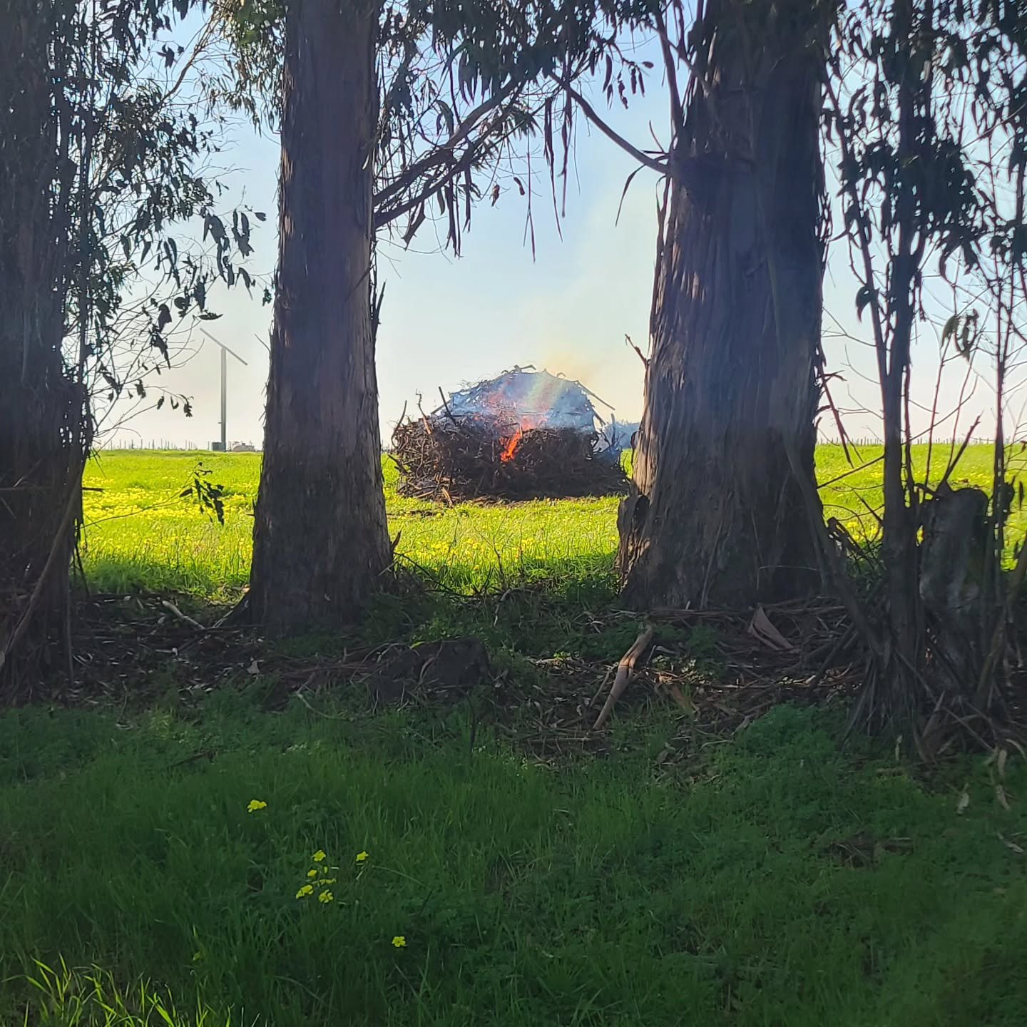 Cover crops and burn piles.