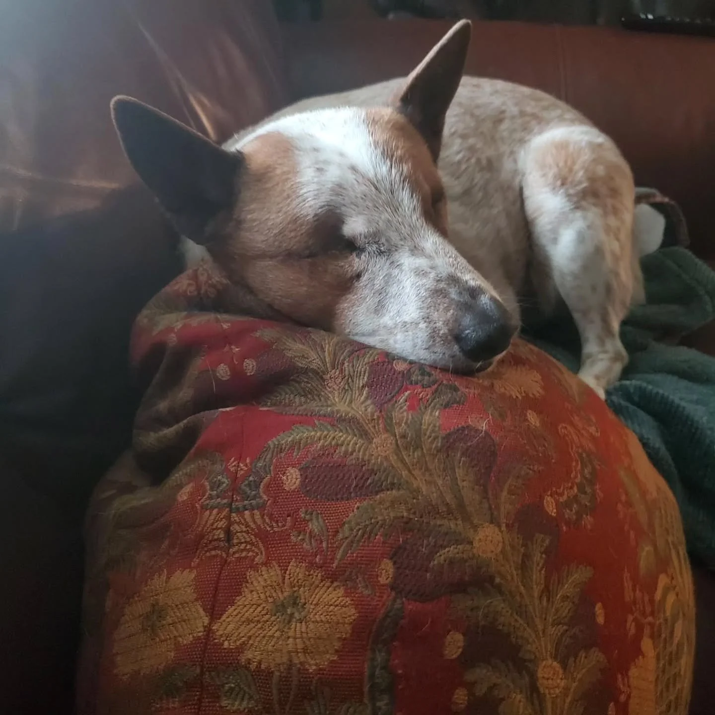 Best lap dog ever.
Worst pretending blind dog ever.
Biggest psycho ever - nine balls that were stashed underneath the couch.
Priceless...