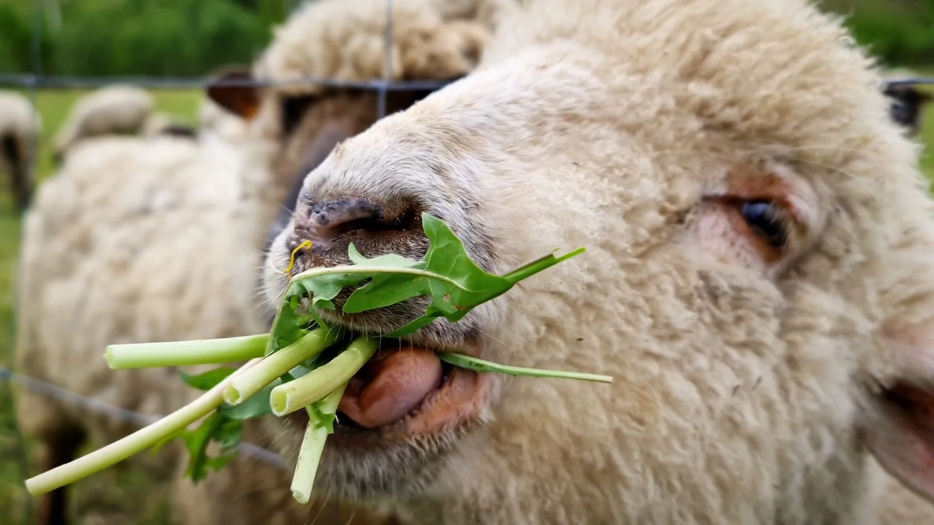 Brunch with William-Thumbnail_1.16.1.jpg