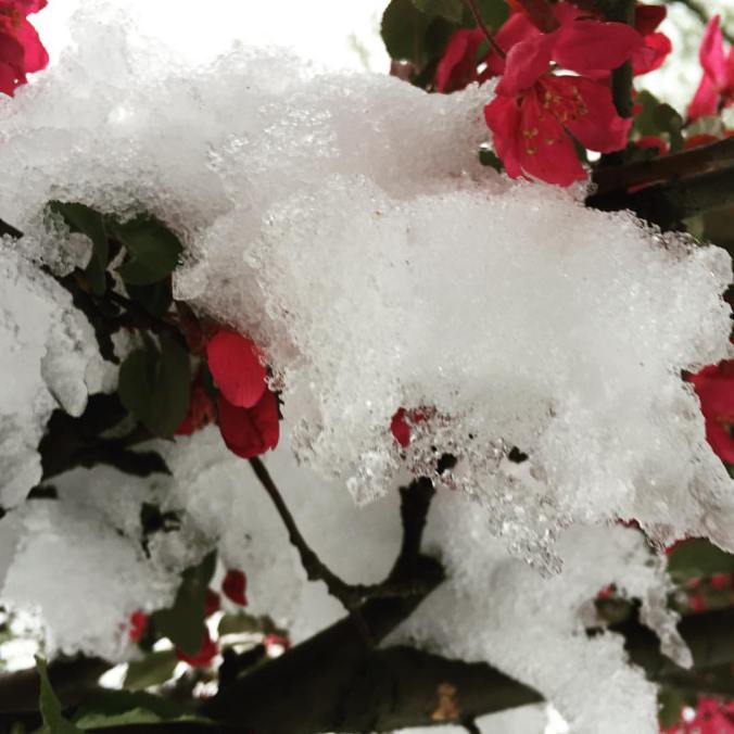 snowtree.jpg