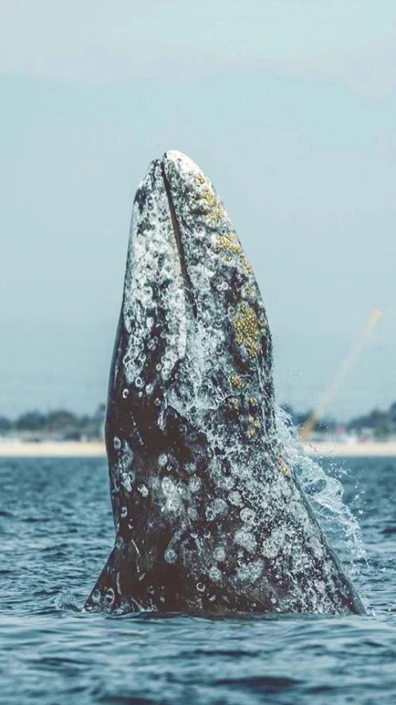 Gray Whales can live to be over 65 years old. Each year they migrate from their summer feeding grounds in Alaska, to their winter mating and breeding grounds in Baja California - roughly six-thousand nautical miles round trip. Over the course of their lives they swim an equivalent distance from earth to the moon and back.
