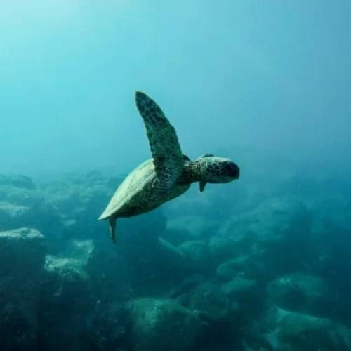 Sea turtles have been around since dinosaurs walked the earth! They live in almost every ocean basin across the world, sometimes migrating up to thousands of miles just to feed. Specifically loggerhead sea turtles nest in Japan, and then travel all the way to Baja California Sur, Mexico just to feed.