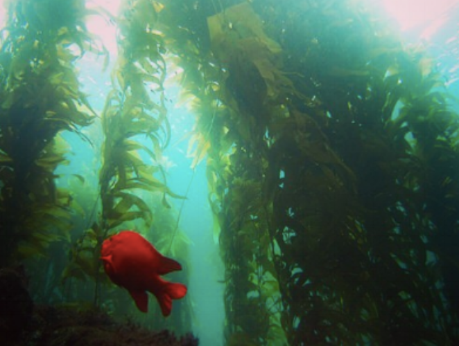 Did you know that Giant Sea Kelp (Macrocystis pyrifera) is one of the fastest growing organisms on the planet? It can grow up to 2ft (60cm) per day and up to 150ft long!