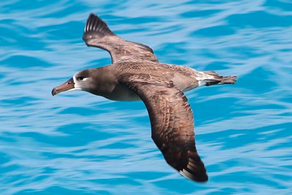 Think you like to spend a lot of time on the water? Well, did you know that true sea birds like the Black-Footed Albatross spend the majority of their entire life at sea? In fact, they mostly only come to shore to mate and nest. Their wings are adapted for long distance flight and they can travel up to 1,000 miles for a single meal. If you have seen one, chances are you aren’t afraid to leave the coast behind. 