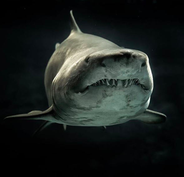Sharks have been around for over hundreds of millions of years. While many of us may be familiar with a few shark species, there are over 400 of them, from the 8-inch-long dwarf lanternshark to the 40-foot-long whale shark.