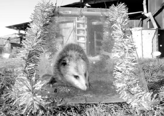 Possum Drop