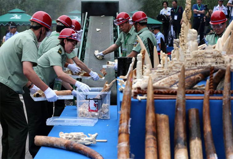 Closing China Ivory Market: Will it Save Elephants?
