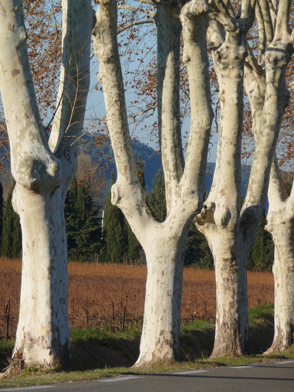 French Trees.jpg