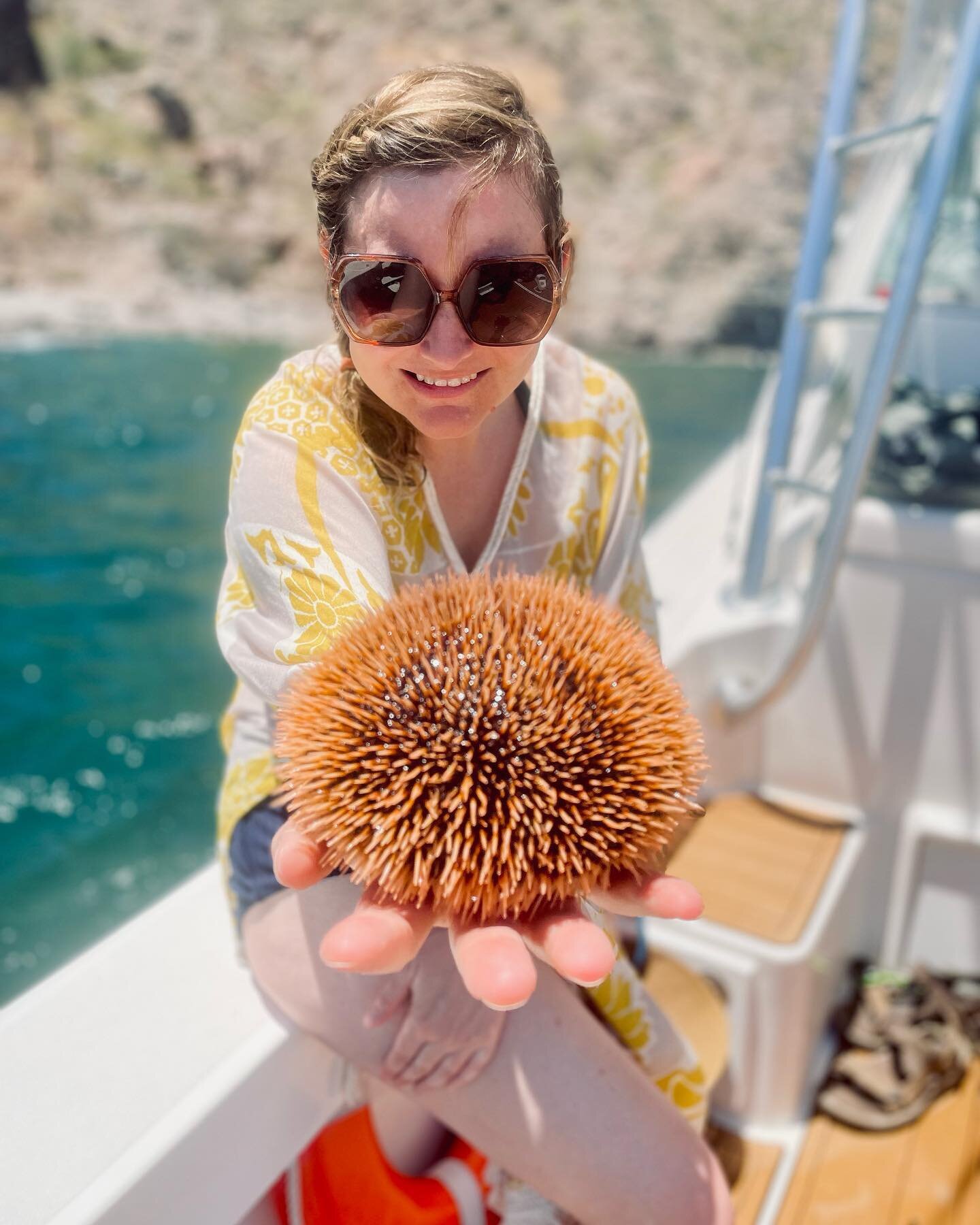 Spiky
.
.
.

#VisitBajaSur #LoretoBCS @visitbajasur @LoretoBCSTourism #bajasur #baja #seacreature #loreto #loretomexico #travelmexico #mexicotravels #travel #travelmore #traveldeeper #traveler #travelgram #traveling #traveldames #travelpicoftheday #t