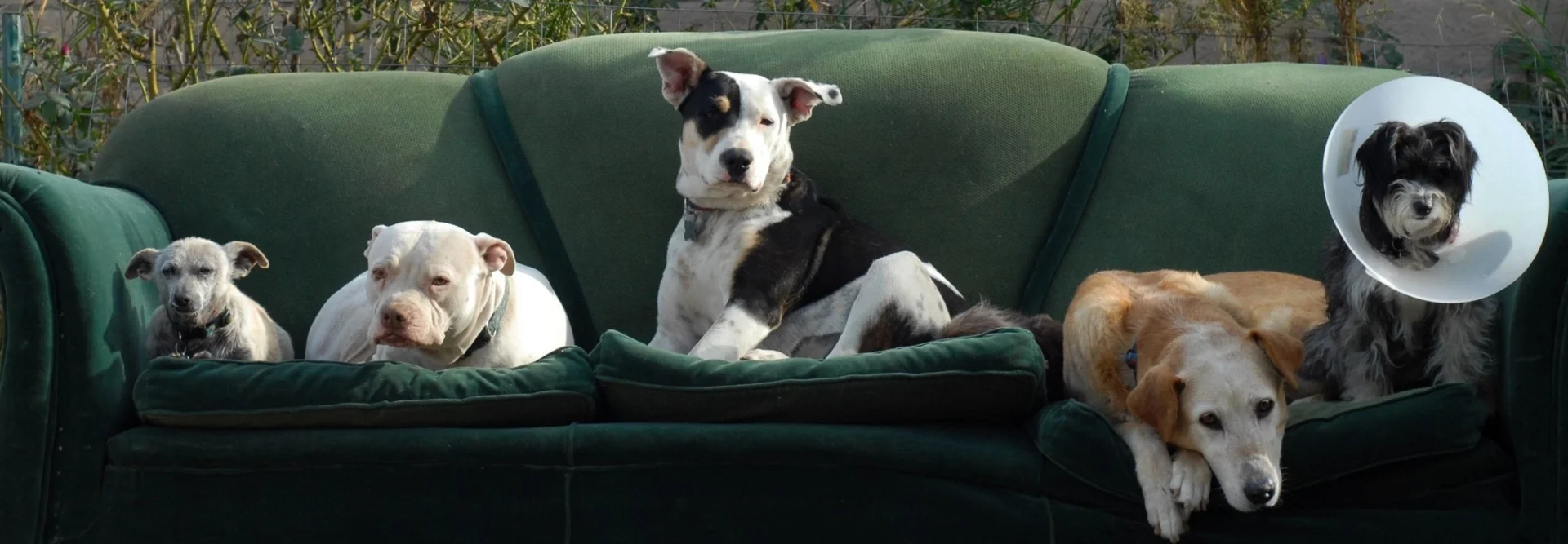 Mutt Scouts — Los Angeles Dog Rescue