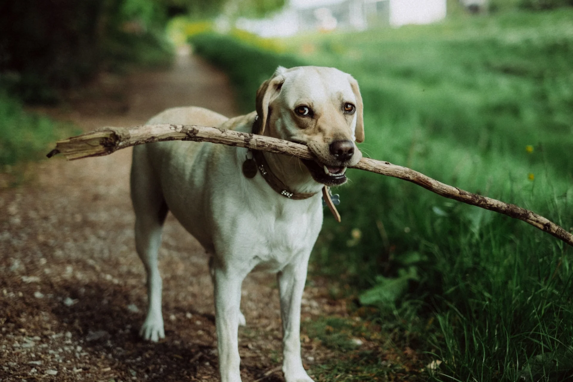 mutt scouts tips and tricks.jpg