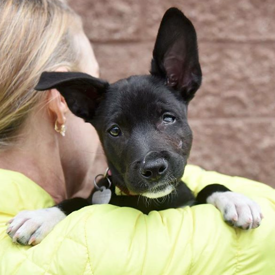 volunteer puppies san diego ca mutt scouts.png