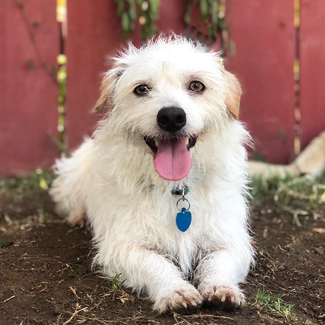 Southern CA Meet Fred!!❤️
Fred is the cutest low rider terrier mix.  He is about 2 1/2 years old and ready for a home of his own.  He came from the Tijuana pound a d cant wait to live life on easy street.
Fred is currently in boarding and could use a
