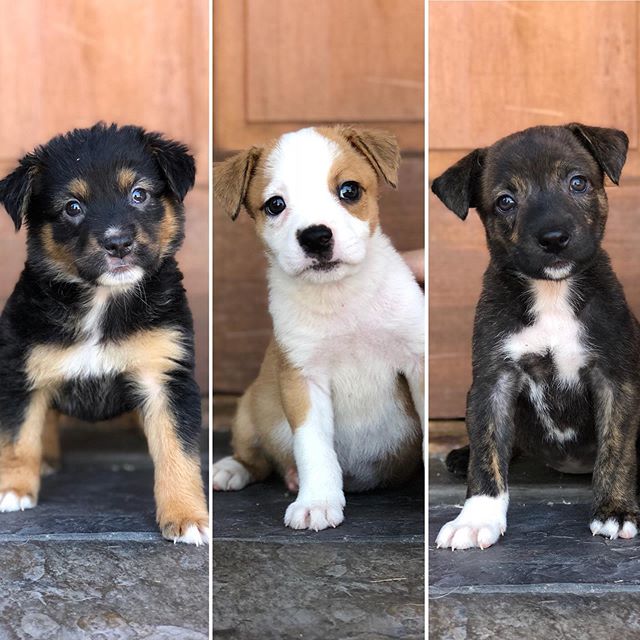 Update-our tiny pups, literally abandoned in a pile of garbage, are now affectionately known as the garbage pail kids and are doing great!! Up from the rubble and gearing up for the love of a family. 
Marcia, Jan &amp; Cindy have a couple weeks left 