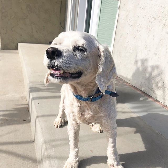 Meet Gatsby. This distinguished gentleman is ready for his forever home. How he ended up in a shelter, we will never understand, because he&rsquo;s a doll. He&rsquo;s 10 years young and so full of life! This world class cuddler loves every person and