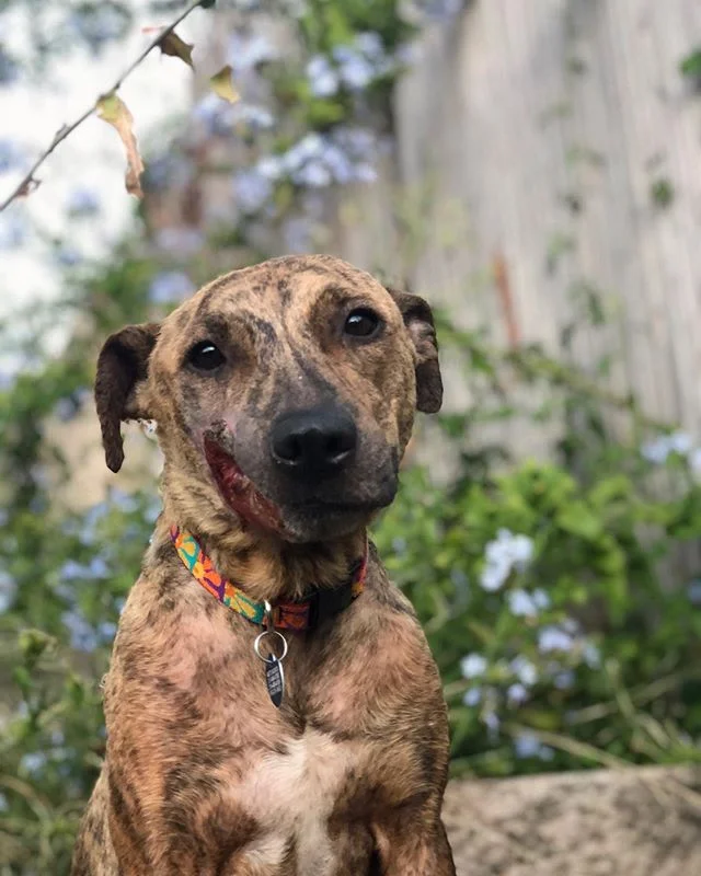 Mutt Scouts — Los Angeles Dog Rescue