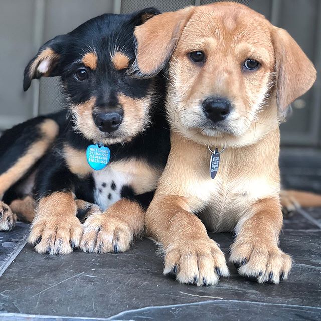 Our box puppies available for adoption- 6 girls and 5 boys plus MOM ready for homes🎀
Fill out an application on muttscouts.org if interested.
This is Chevy &amp; Porche
#adoptdontshop #puppylove🐶 #mutts #muttsofinstagram