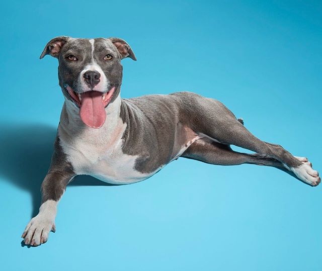 Happy Saturday from Sierra the tripod ballerina! This sweet beauty was saved from a shelter in east LA. Sierra became a tripod after she was shot in the leg while living on the streets, and she is yet another example of dogs&rsquo; incredible resilie