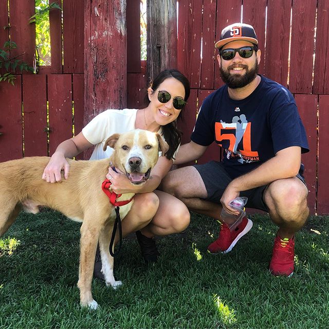 Congrats Sunny &amp; his awesome new family!
Sunny was living in a courtyard for weeks after being abandoned.  Lucky for him one of our volunteers lived close by and found a note at her door that began with &ldquo;Please help..I hear you rescue dogs.